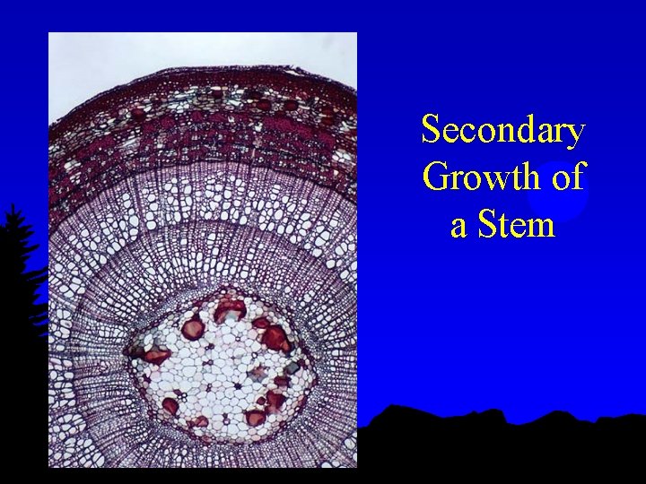 Secondary Growth of a Stem 