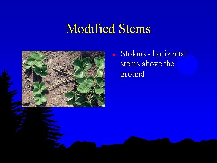 Modified Stems l Stolons - horizontal stems above the ground 