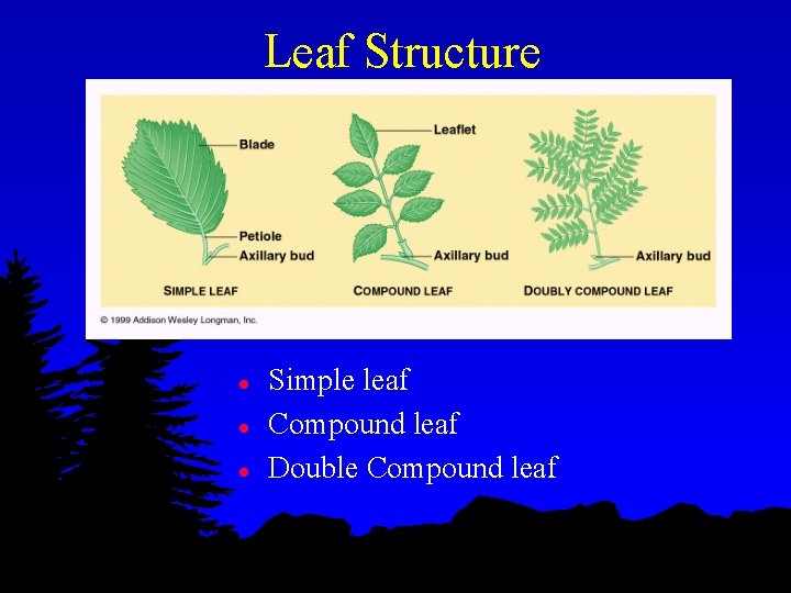 Leaf Structure l l l Simple leaf Compound leaf Double Compound leaf 