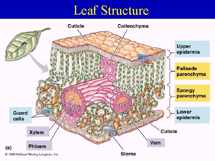 Leaf Structure 