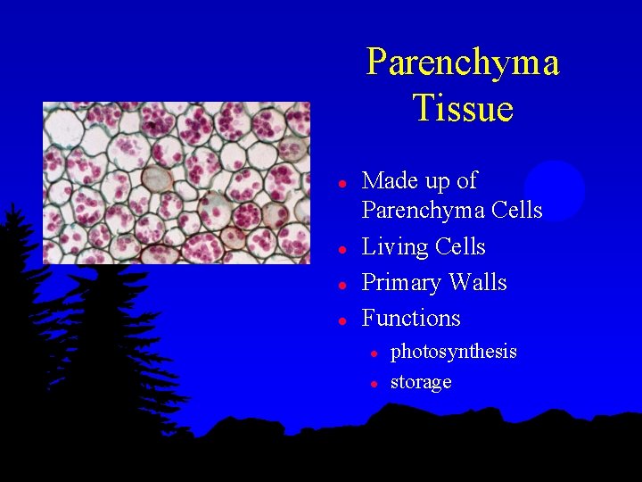 Parenchyma Tissue l l Made up of Parenchyma Cells Living Cells Primary Walls Functions