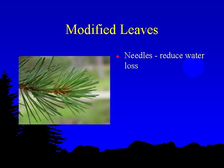 Modified Leaves l Needles - reduce water loss 