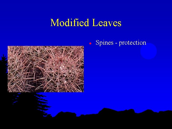 Modified Leaves l Spines - protection 