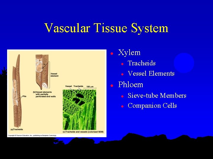 Vascular Tissue System l Xylem l l l Tracheids Vessel Elements Phloem l l