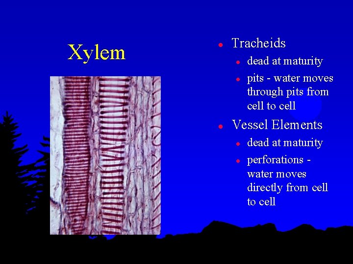 Xylem l Tracheids l l l dead at maturity pits - water moves through