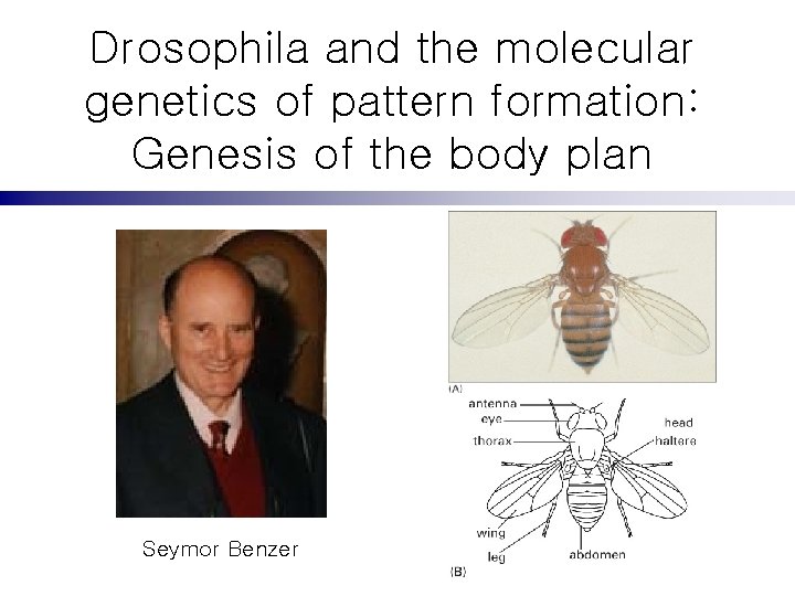 Drosophila and the molecular genetics of pattern formation: Genesis of the body plan Seymor