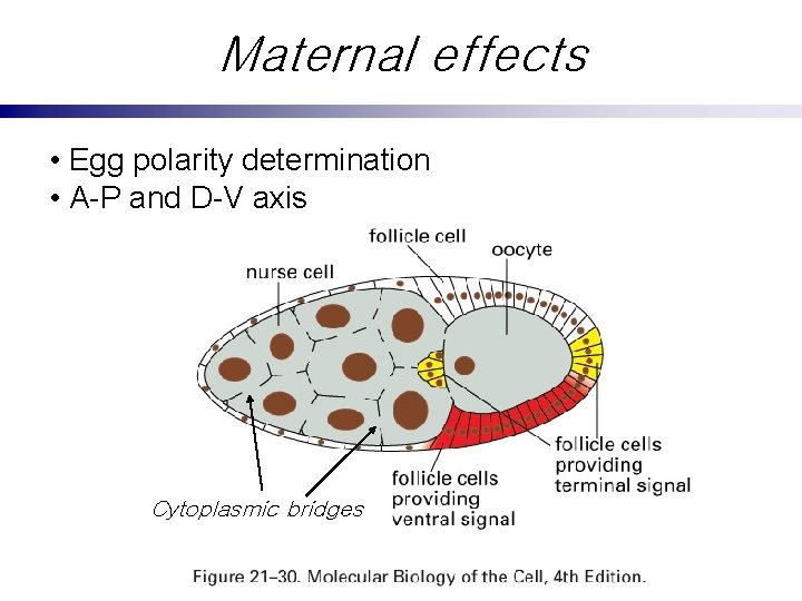 Maternal effects • Egg polarity determination • A-P and D-V axis Cytoplasmic bridges 