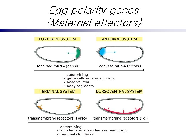 Egg polarity genes (Maternal effectors) 