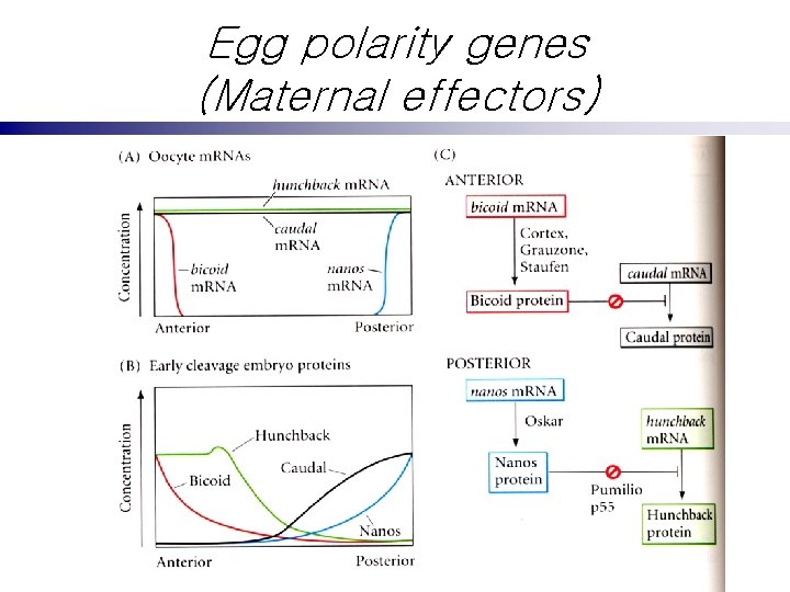 Egg polarity genes (Maternal effectors) 
