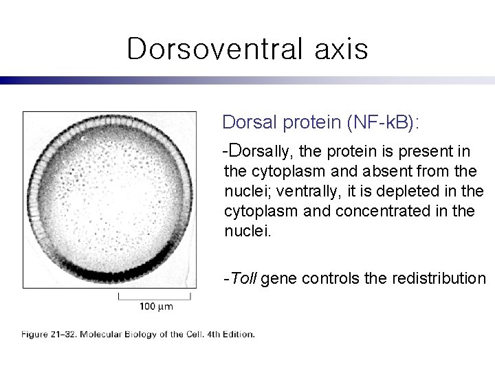 Dorsoventral axis Dorsal protein (NF-k. B): -Dorsally, the protein is present in the cytoplasm