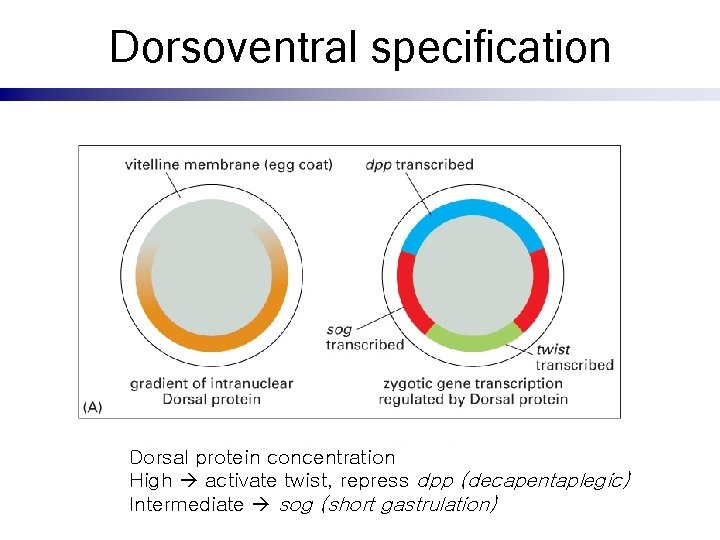 Dorsoventral specification Dorsal protein concentration High activate twist, repress dpp (decapentaplegic) Intermediate sog (short