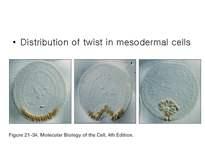  • Distribution of twist in mesodermal cells 
