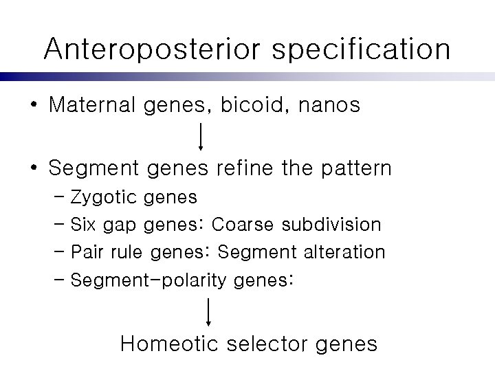 Anteroposterior specification • Maternal genes, bicoid, nanos • Segment genes refine the pattern –