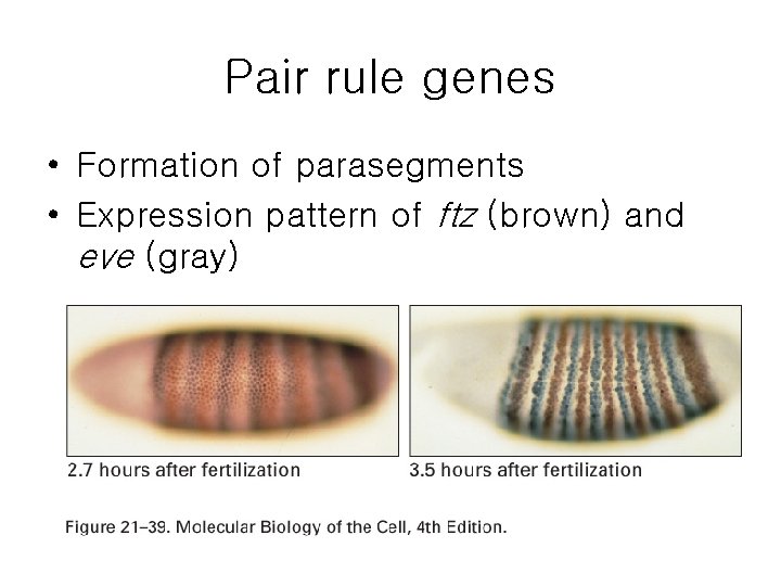 Pair rule genes • Formation of parasegments • Expression pattern of ftz (brown) and