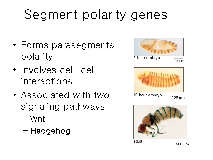 Segment polarity genes • Forms parasegments polarity • Involves cell-cell interactions • Associated with