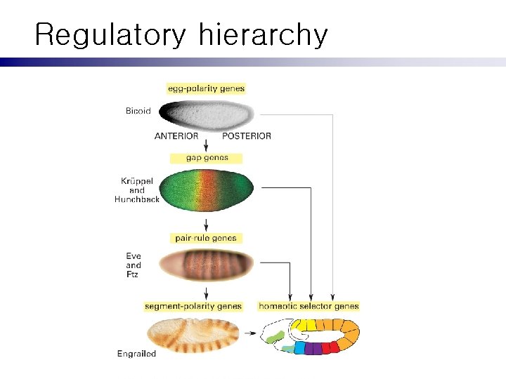 Regulatory hierarchy 