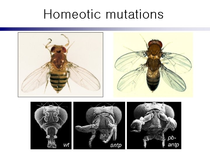 Homeotic mutations 