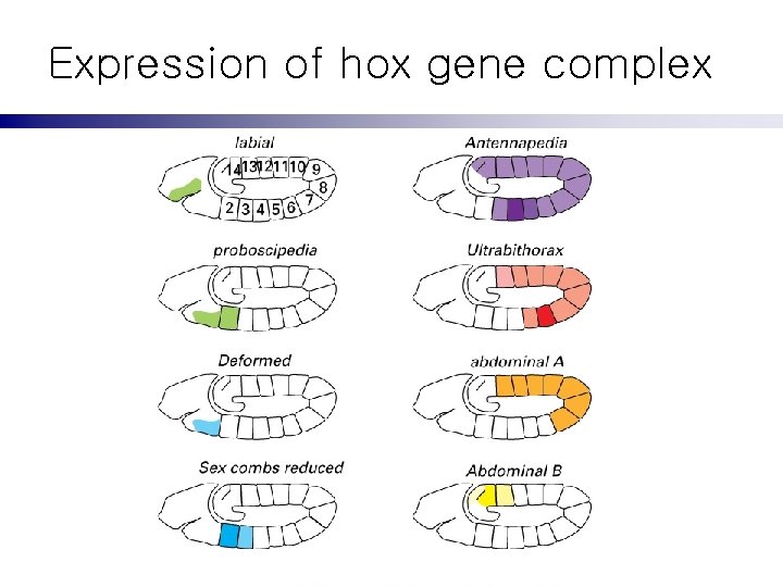 Expression of hox gene complex 