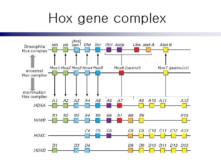 Hox gene complex 