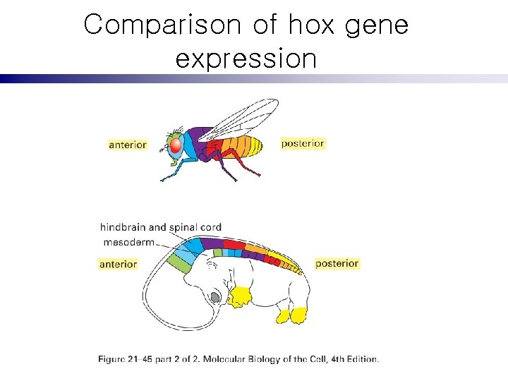 Comparison of hox gene expression 