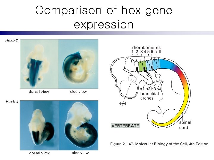 Comparison of hox gene expression 