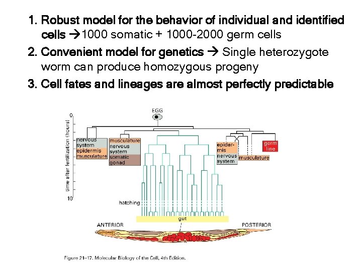 1. Robust model for the behavior of individual and identified cells 1000 somatic +