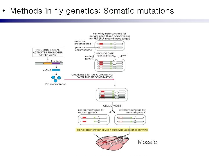  • Methods in fly genetics: Somatic mutations Mosaic 