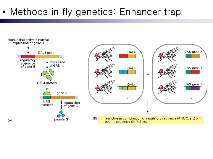  • Methods in fly genetics: Enhancer trap 