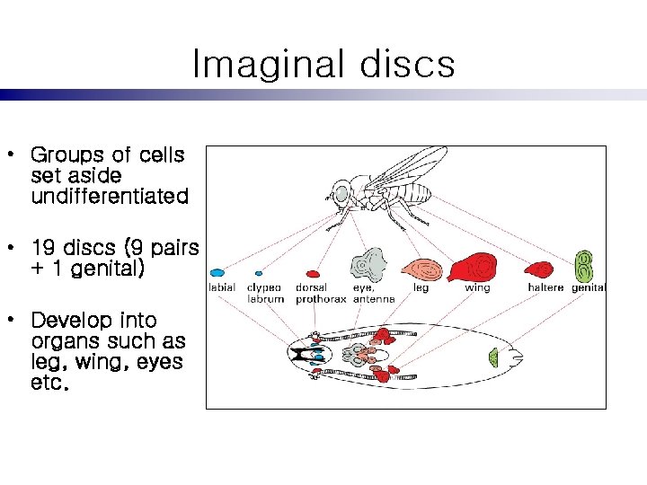 Imaginal discs • Groups of cells set aside undifferentiated • 19 discs (9 pairs