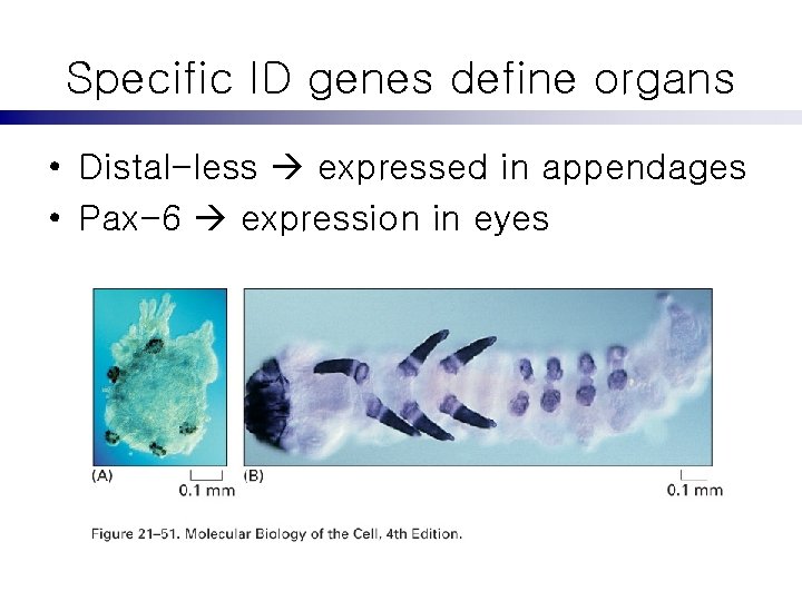 Specific ID genes define organs • Distal-less expressed in appendages • Pax-6 expression in