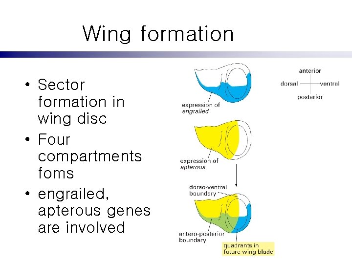 Wing formation • Sector formation in wing disc • Four compartments foms • engrailed,