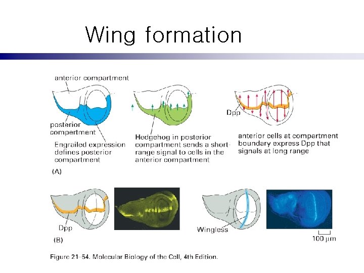 Wing formation 