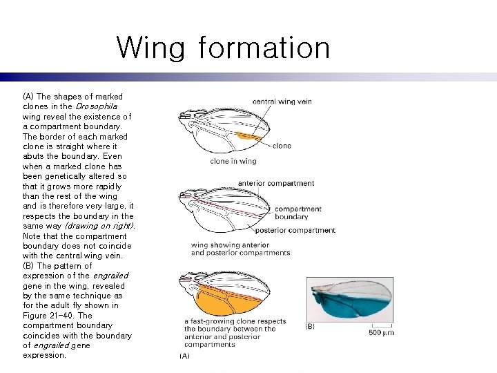 Wing formation (A) The shapes of marked clones in the Drosophila wing reveal the
