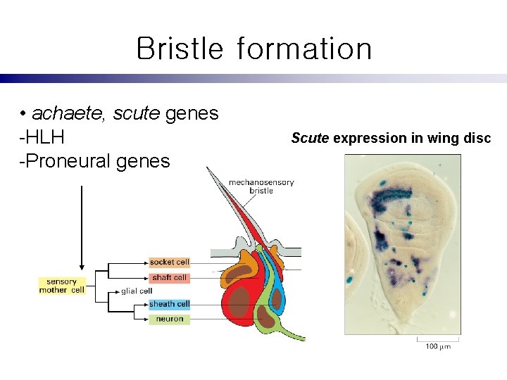 Bristle formation • achaete, scute genes -HLH -Proneural genes Scute expression in wing disc