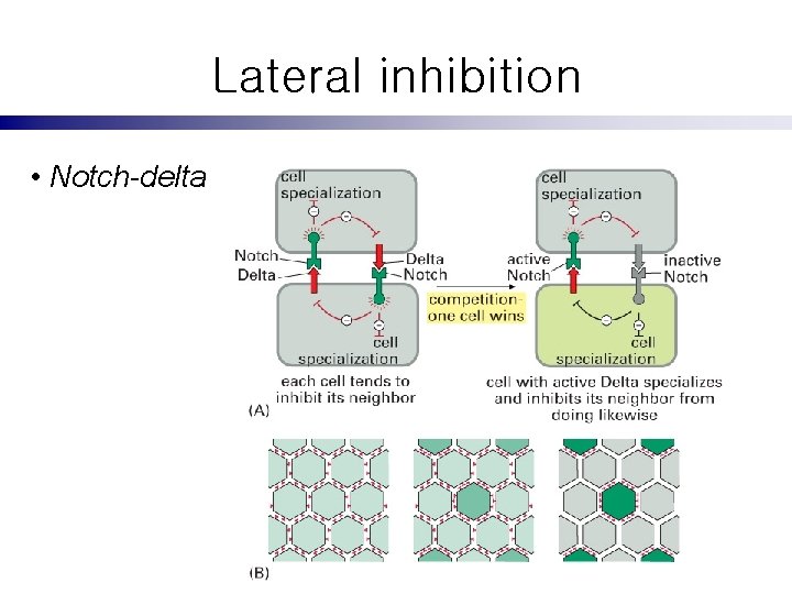 Lateral inhibition • Notch-delta 