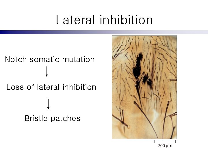 Lateral inhibition Notch somatic mutation Loss of lateral inhibition Bristle patches 