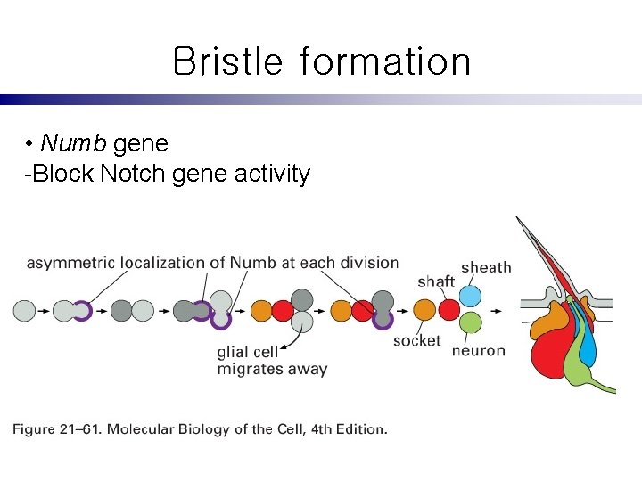 Bristle formation • Numb gene -Block Notch gene activity 