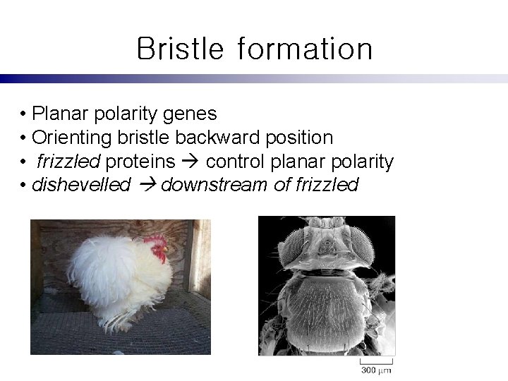 Bristle formation • Planar polarity genes • Orienting bristle backward position • frizzled proteins