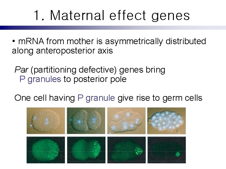 1. Maternal effect genes • m. RNA from mother is asymmetrically distributed along anteroposterior