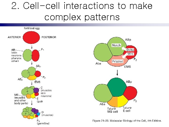 2. Cell-cell interactions to make complex patterns 