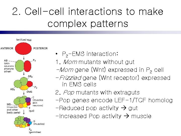 2. Cell-cell interactions to make complex patterns • P 2 -EMS interaction: 1. Mom