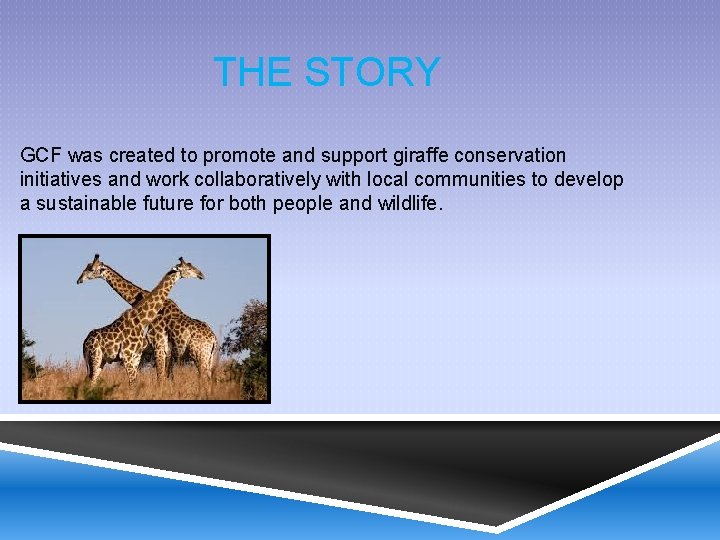 THE STORY GCF was created to promote and support giraffe conservation initiatives and work