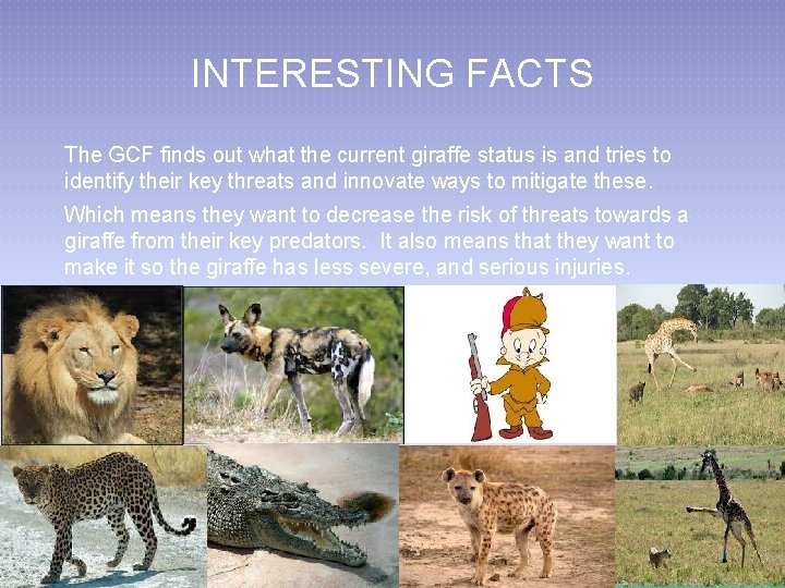 INTERESTING FACTS The GCF finds out what the current giraffe status is and tries