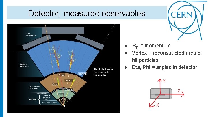 Detector, measured observables ● PT = momentum ● Vertex = reconstructed area of hit