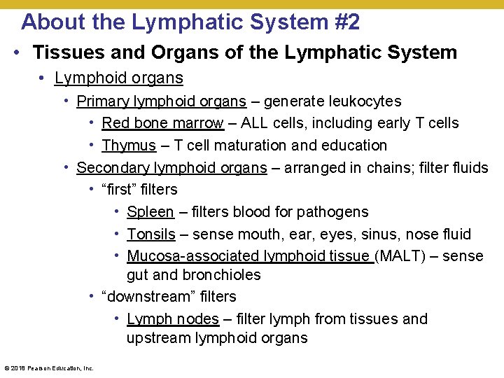 About the Lymphatic System #2 • Tissues and Organs of the Lymphatic System •