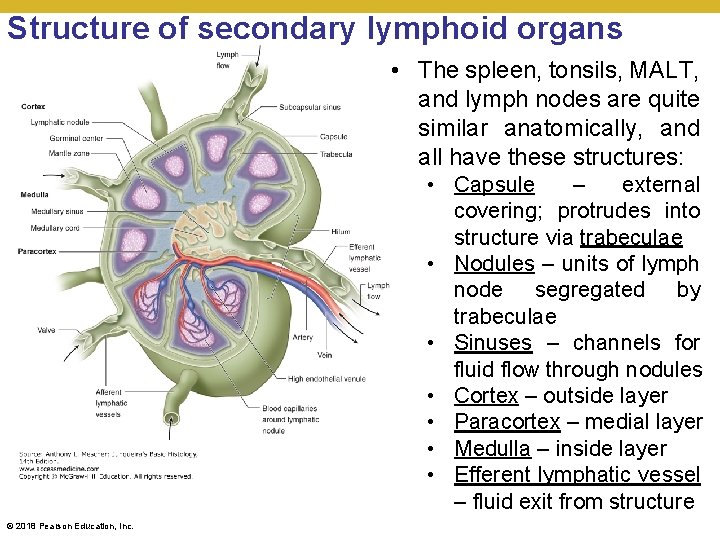 Structure of secondary lymphoid organs • The spleen, tonsils, MALT, and lymph nodes are