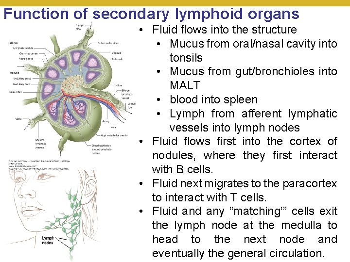 Function of secondary lymphoid organs © 2018 Pearson Education, Inc. • Fluid flows into