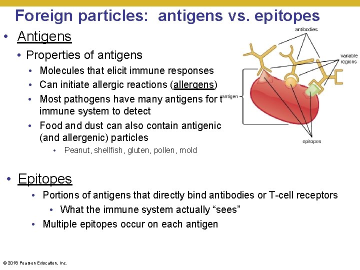Foreign particles: antigens vs. epitopes • Antigens • Properties of antigens • Molecules that