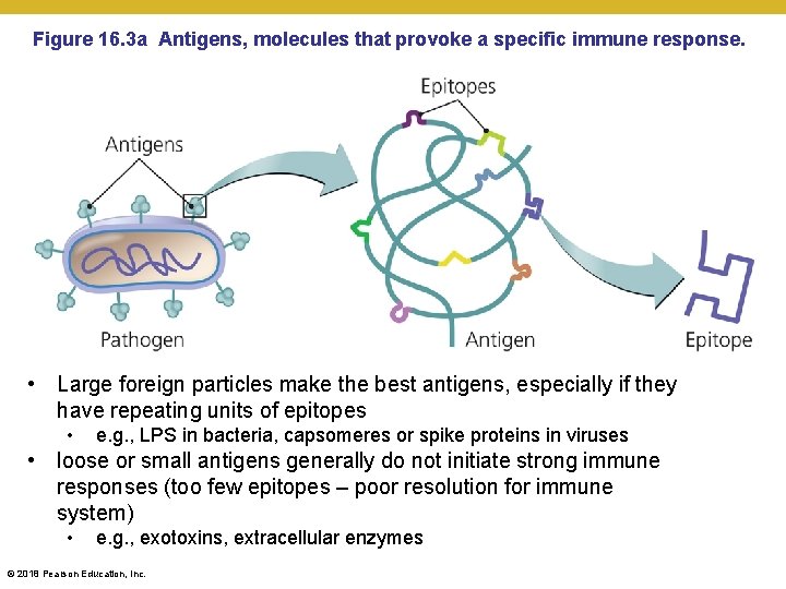 Figure 16. 3 a Antigens, molecules that provoke a specific immune response. • Large