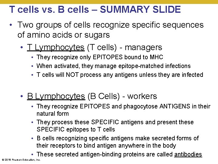T cells vs. B cells – SUMMARY SLIDE • Two groups of cells recognize